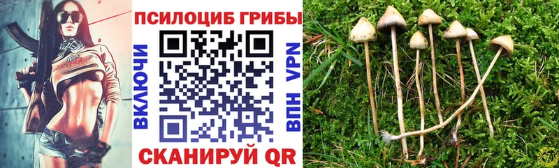 магазин  наркотиков  Ижевск  Псилоцибиновые грибы Psilocybine cubensis 